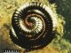 Nine Inch Nails Closer
