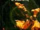 Bob Marley and the Wailers - No Woman, No Cry