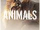 Maroon 5 - Animals